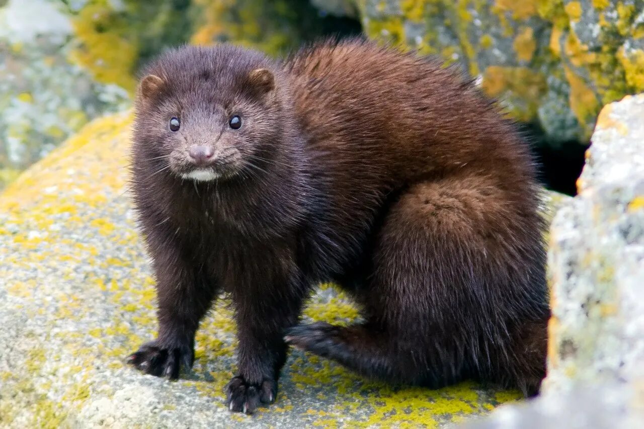 Кавказская европейская норка (Mustela lutreola turovi). Американская норка Neovison Vison. Американская норка (Mustela Vison). Среднерусская европейская норка. Стационарное животное