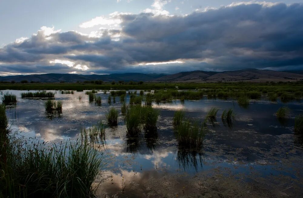 Кочкарник тундра. Болото трясина топь. Заболоченность дальнего востока. Далекий болото. Далекий болото.