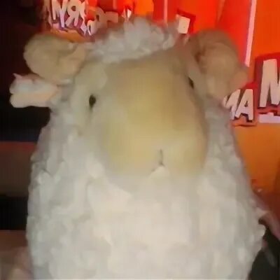 Барашек калининград