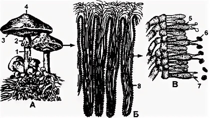 Шампиньон пластинчатый гименофор. Типы гименофора базидиальных грибов. Микроскопическое строение трубчатого и пластинчатого гименофора. Гриб, имеющий плодовое тело с пластинчатым гименофором. Грибы биология огэ