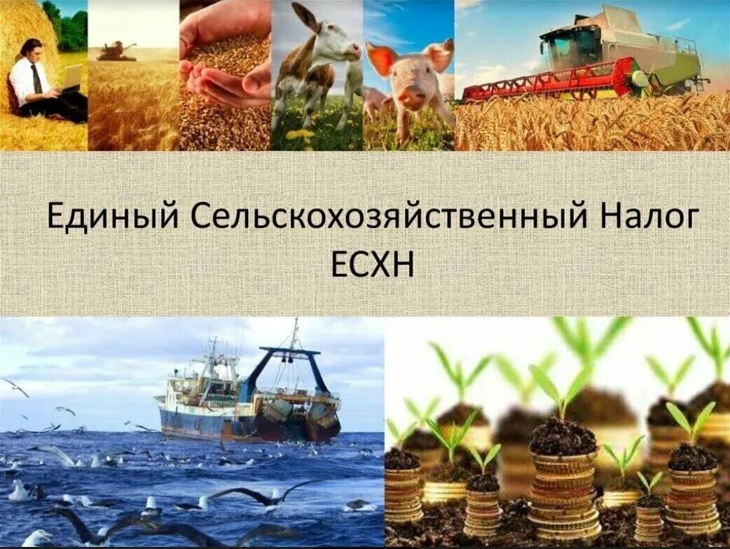 Единый сельскохозяйственный налог. Единый сельскохозяйственный налог (ЕСХН). Налог на сельское хозяйство. Единый сельскохозяйственный налог картинки. Сельскохозяйственных товаропроизводителей единый сельскохозяйственный налог