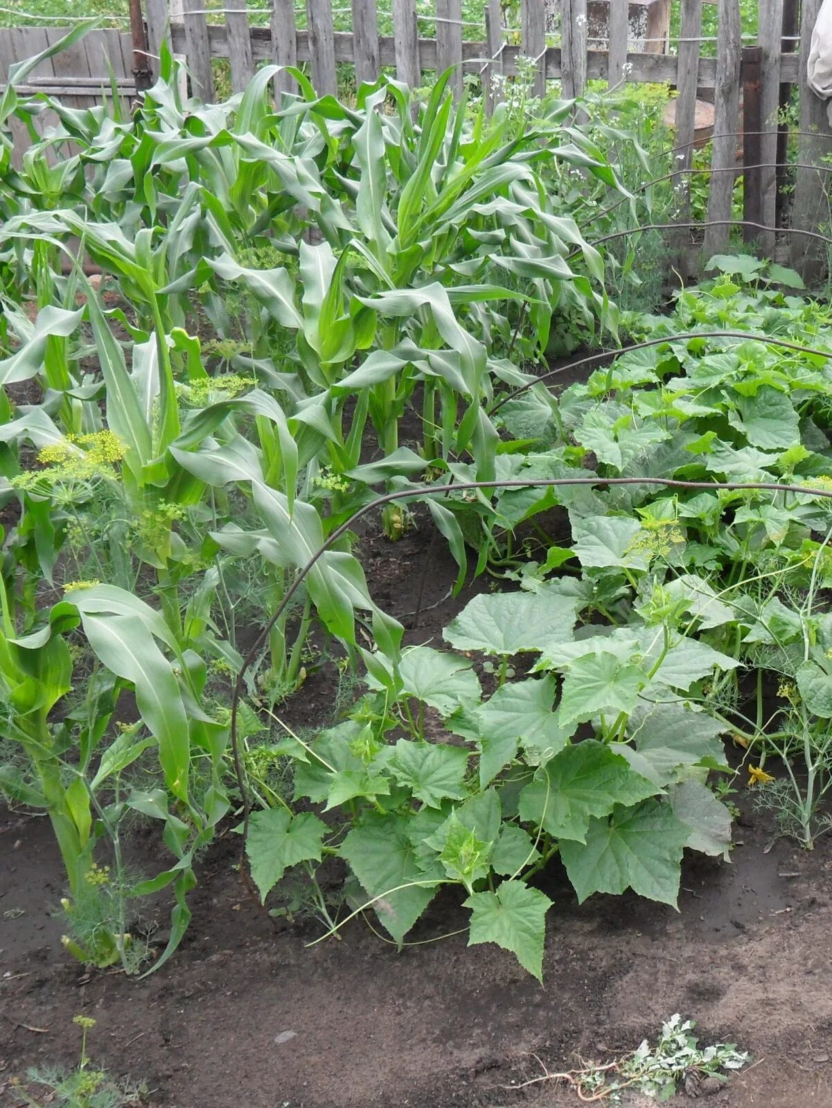 Как посадить кукурузу в огороде в открытый. Кукуруза на грядке. Огурцы кукуруза. Фасоль на грядке. Подвязка огурцов на кукурузу.
