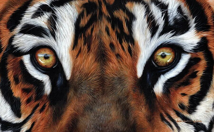 Глаз тигра видео. Глаз тигра. Тигр глаза. Тигриный глаз. Зеленоглазый тигр.