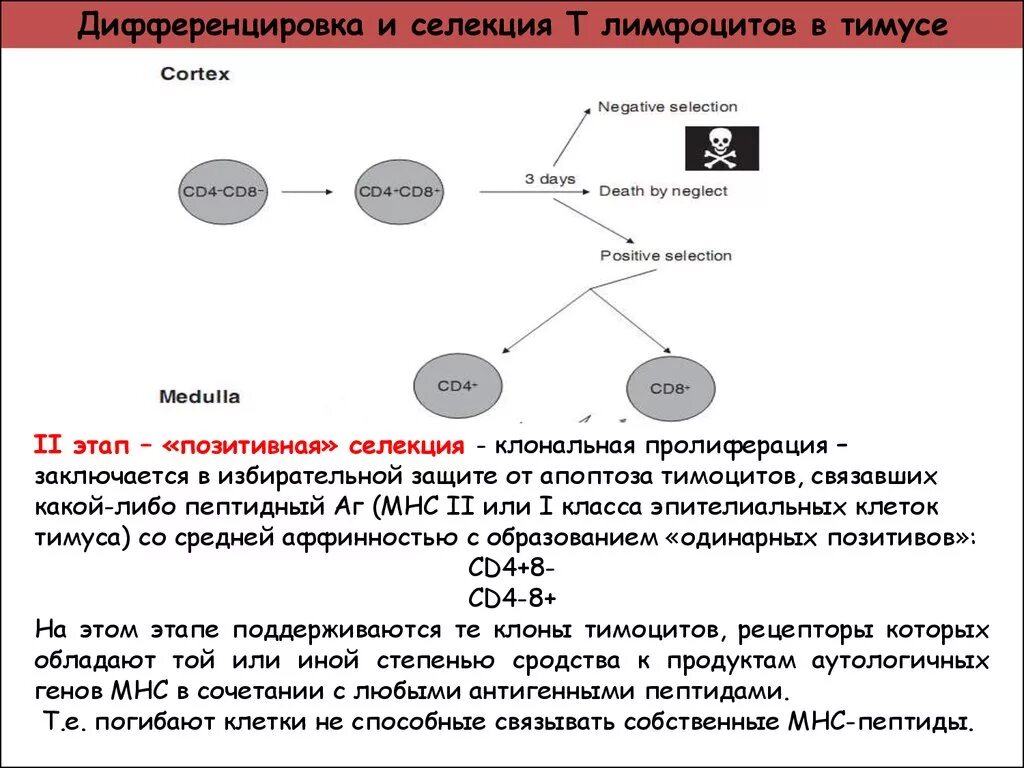 Дифференцировка клеток этапы. Селекция т лимфоцитов в тимусе схема. Схема дифференцировки т и в лимфоцитов. Основные этапы дифференцировки т-лимфоцитов. Механизмы селекции т лимфоцитов в тимусе.