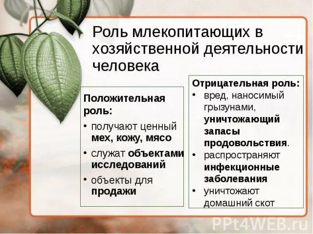 Значение млекопитающих кратко. Роль млекопитающих в хозяйственной деятельности человека. Значение млекопитающих в хозяйственной деятельности человека. Роль млекопитающих в природе и жизни человека. Положительная роль млекопитающих в природе.