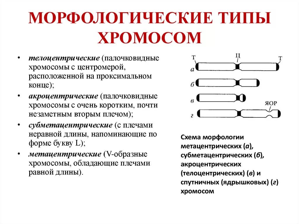 Характеристики хромосом человека. Типы хромосом палочковидные. Рис.2. типы хромосом человека.. Характеристика типа строения и морфологии хромосом. Морфологические типы нормальных хромосом в кариотипе человека.