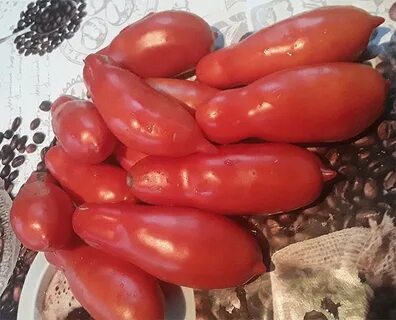 Сливка королевская