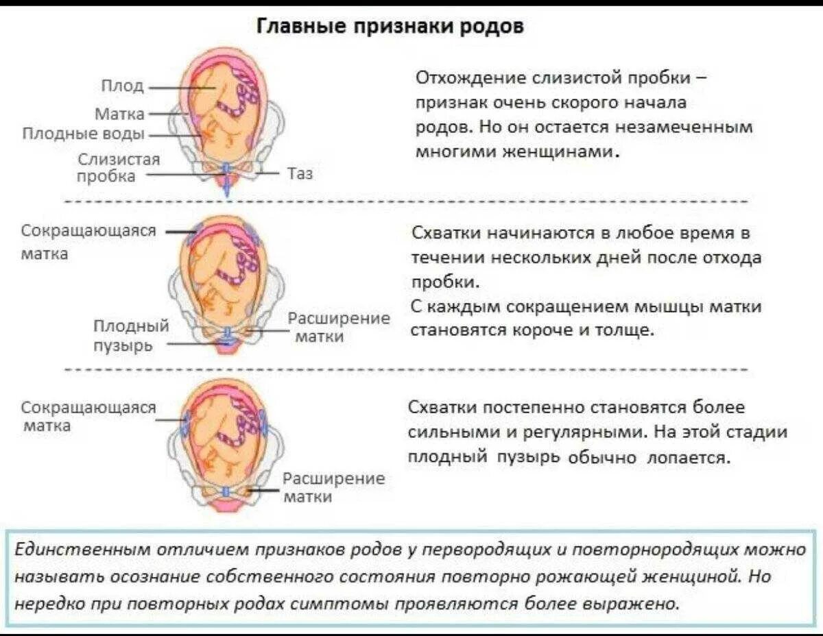 Беременность роды симптомы