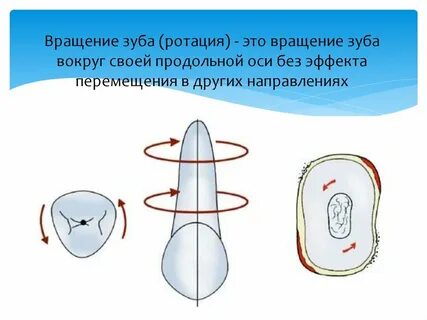 Вертикальная ось зуба