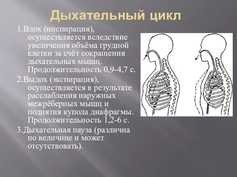 Вдох выдох выдох впр. Цикл физиологического дыхания. Экспирация это вдох и инспирация выдох. Понятие дыхательного цикла. Механизм внешнего дыхания дыхательный цикл.