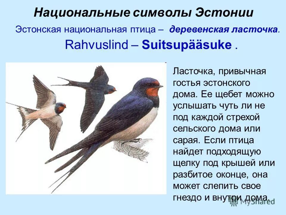 Ласточка символ Эстонии. Национальные символы Эстонии. Пернатый символ Эстонии.