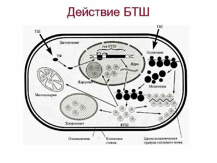 Белок теплового шока хламидий. Белки теплового шока у растений. Система белков теплового шока. Белки теплового шока схема. Механизм действия белков теплового шока.