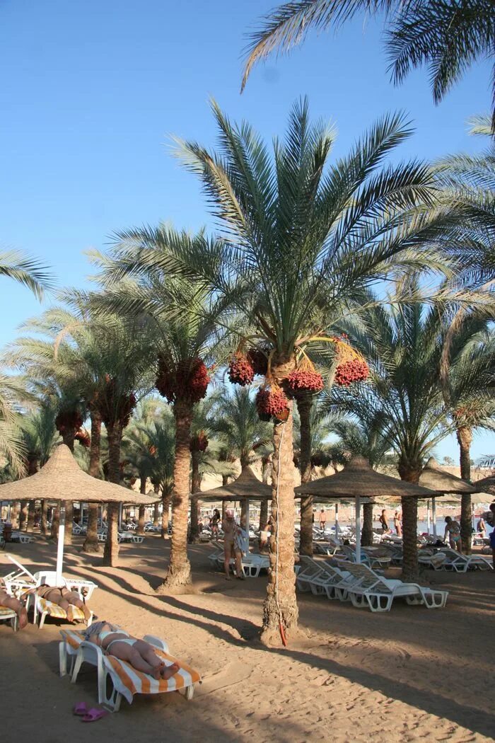 Сити шарм египет. Египет Шарм-Эль-Шейх отель сети Шарм 4*. Seti Sharm Palm Beach Resort 4. Fun Sun Smart Seti Sharm 4 Египет. Отель Dessole Seti Sharm Resort 4.