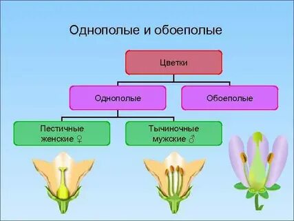 Раздельнополые цветки