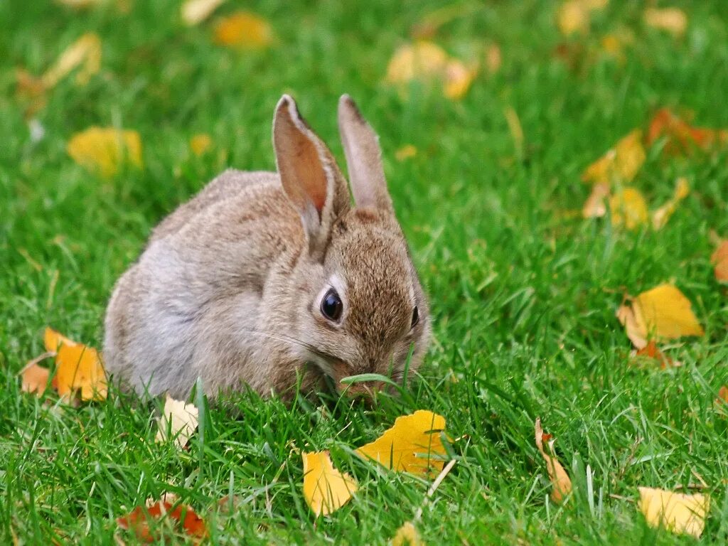 Заяц белка. Заяц осенью. Зайчик осень. Зайчик в осеннем лесу. Заяц осенью картинки для детей.