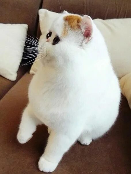 КОШЕЧКИ.... Кот снупи, Милые котики, Кошечка