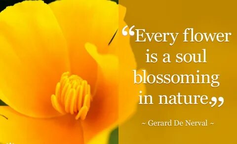 Every flowers