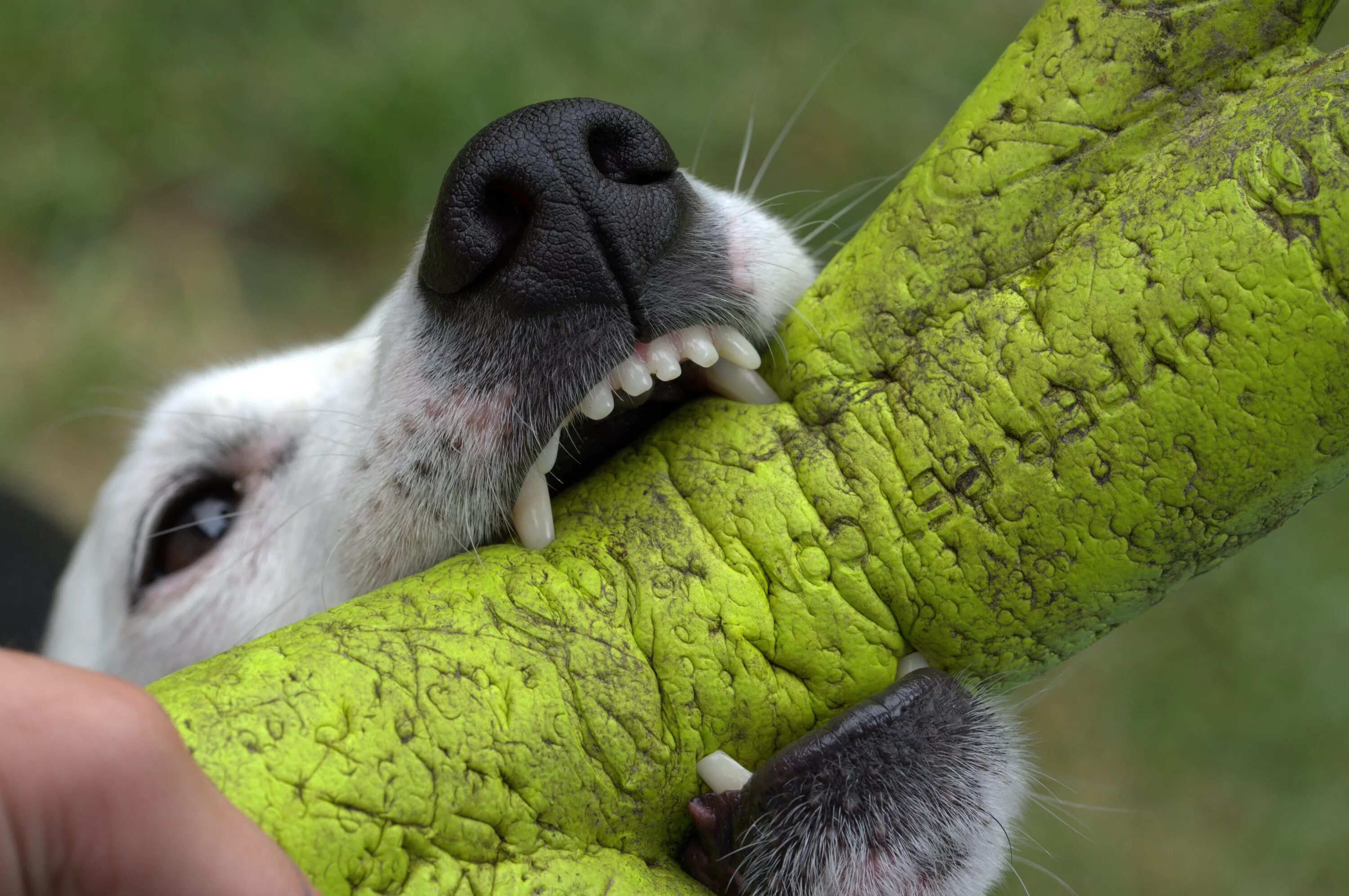 Animal bite