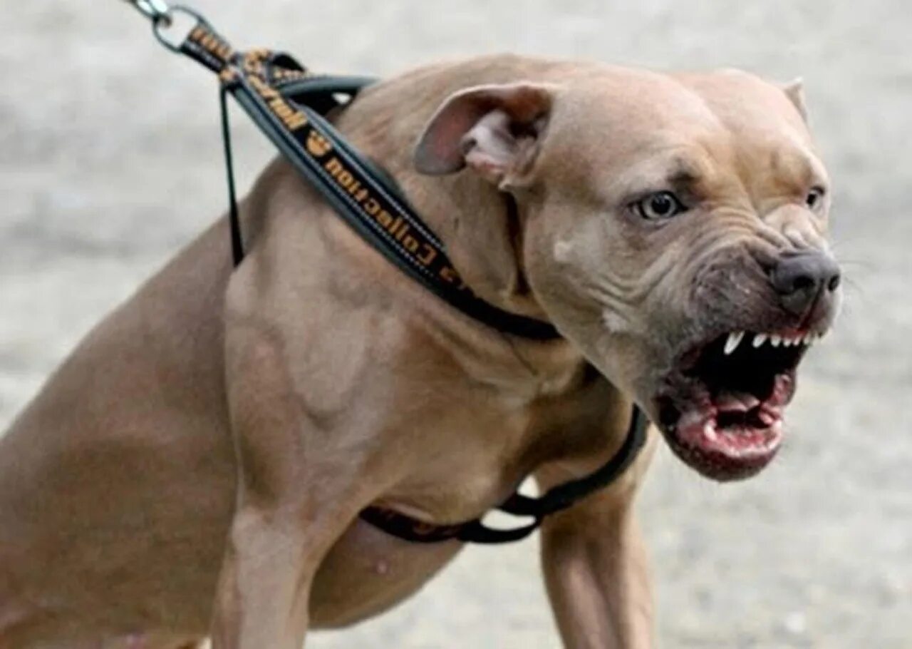 Американский питбультерьер злой. Питбуль нападает. Стаффордширский терьер нападение. Питбуль нападает. Стаффордширский терьер загрыз.