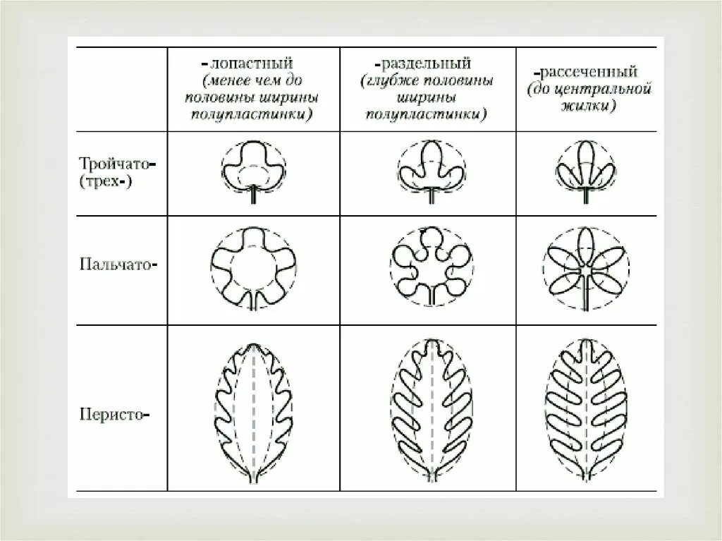 Часто имеют сильно рассеченные и линейные листья. Типы простых листьев по расчленению листовой пластинки. Форма расчленения листовой пластинки. Типы рассечения листовой пластинки. Степень расчленения листовой пластинки.