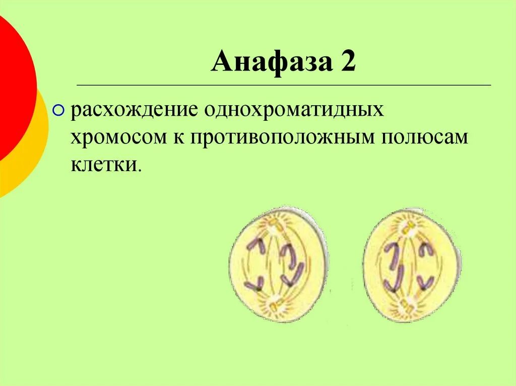 Рисунок анафазы 2