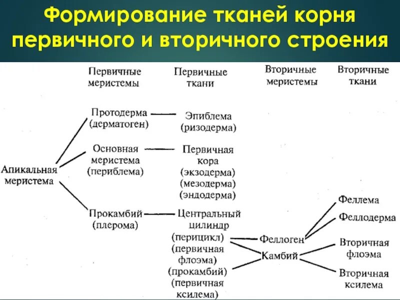Первичное и вторичное строение корня. Первичный и вторичный корень. первичная и вторичная ткань строение. первичные и вторичные меристемы. формирование вторичного строения корня:.