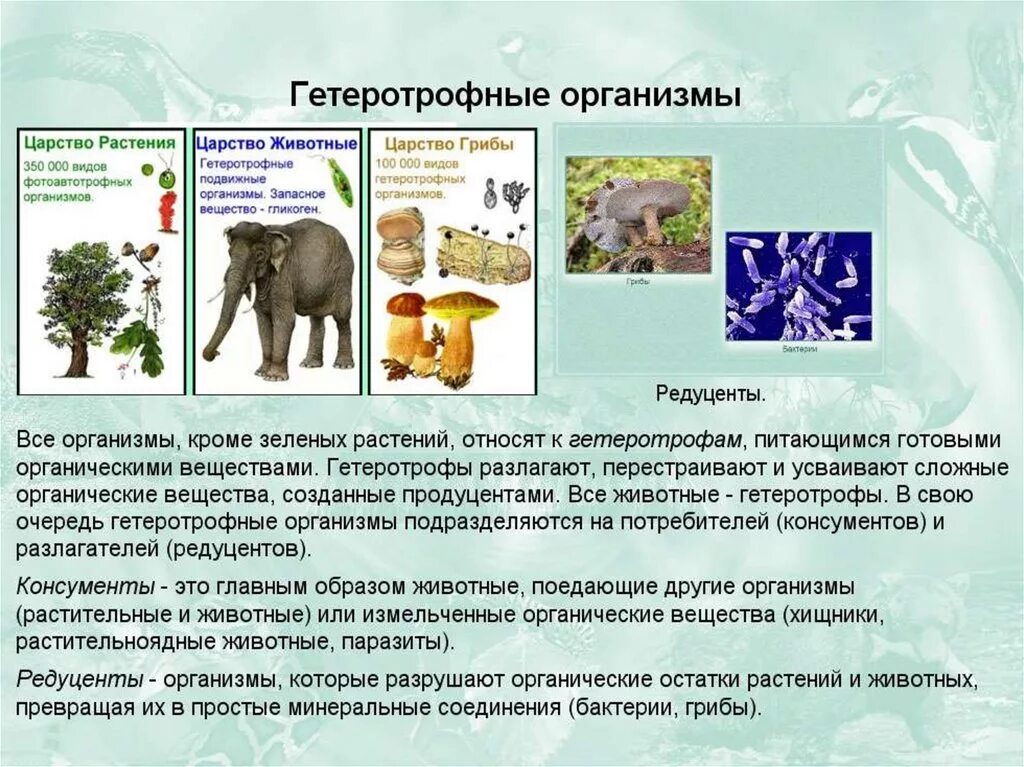 Большое разнообразие видов в экосистеме