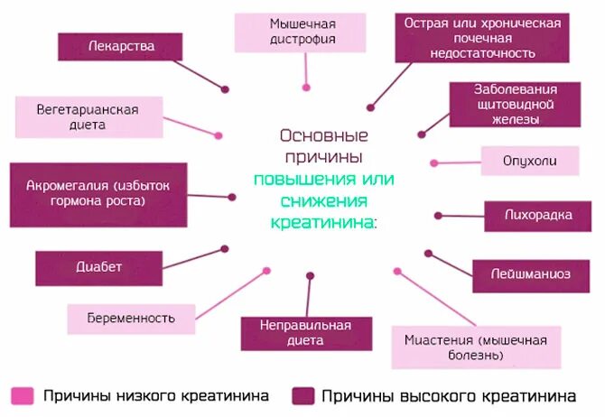 Снижение креатинина причины. Причины повышения креатинина. Повышение креатинина в крови причины. Повышение уровня креатинина причины. Снизить креатинин народными