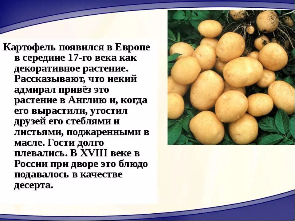 Какие культурные растения были завезены в европу. Картофель культурное растение. культурные растения привезённые из америки в европу.