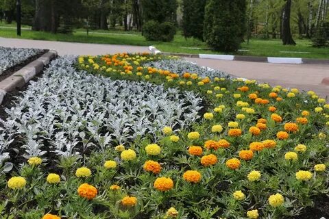 Цветы новомосковск