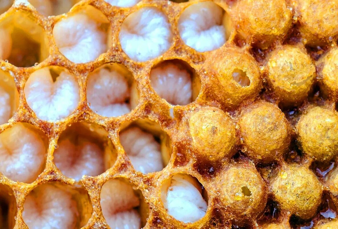 Пчелиный расплод. Личинки пчелиного расплода. Трутневый расплод. Куколка пчелы