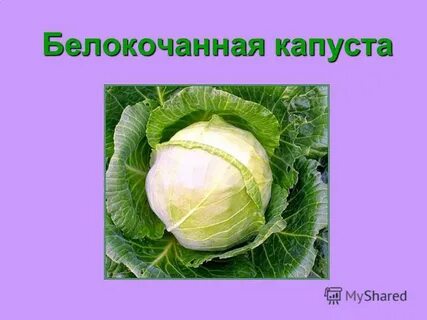 Капуста биологические особенности