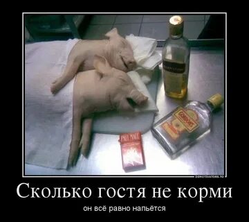 Домотреп 6.0 коллажи