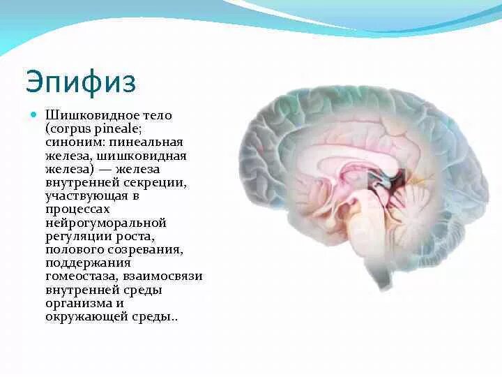 Шишковидная железа. Шишковидное тело – Corpus pineale. Декарт шишковидная тело. Эпифиз регулируемые процессы. Внутренняя секреция эпифиза.