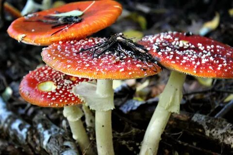 Poisonous