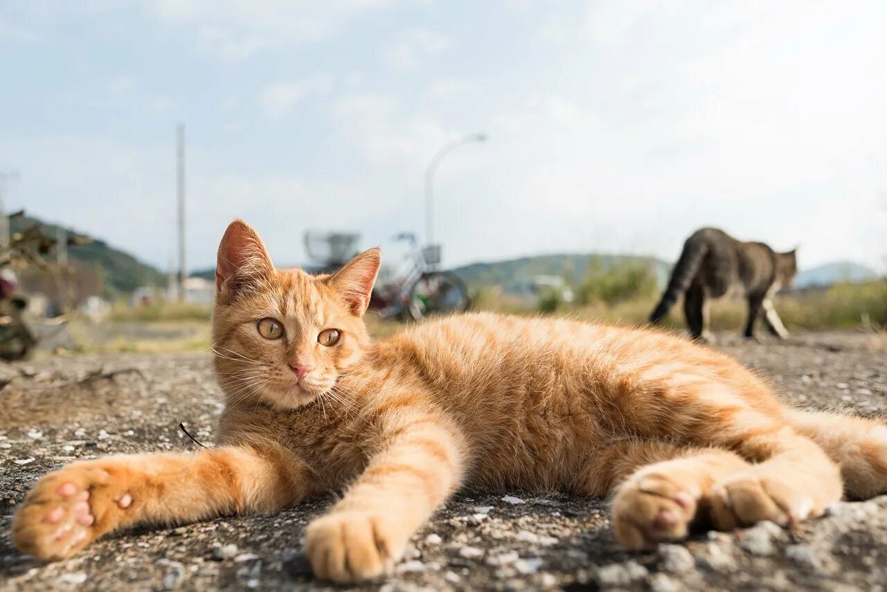 Рыжий кот животное. Аравийский мау рыжий. рыжий кот. рыжий кот лежит. большой рыжий кот.