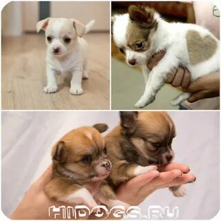 Сколько кормить чихуахуа 2 месяца