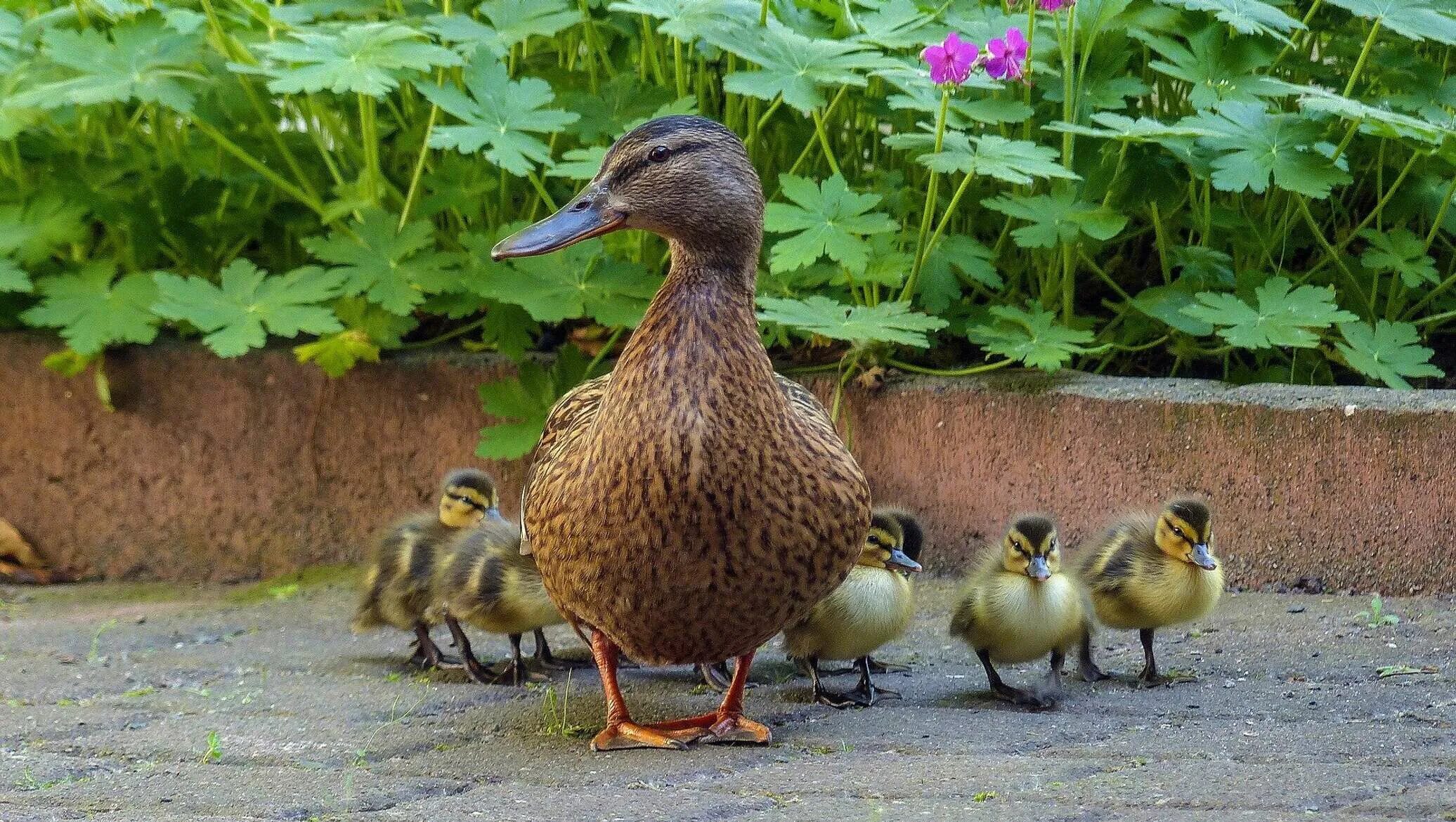 Old ducks