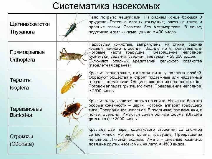 Отряд насекомых тип развития. Отряды насекомых Таракановые Прямокрылые уховертки поденки таблица. Таблица представители Прямокрылые биология насекомые 7 класс. Отряды насекомых Стрекозы вши жуки клопы таблица. Класс насекомые систематика.