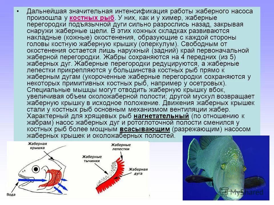 Характерные признаки типа жаберных щелей