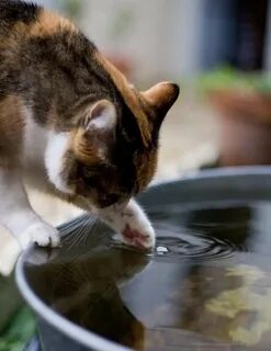 Котенок вода