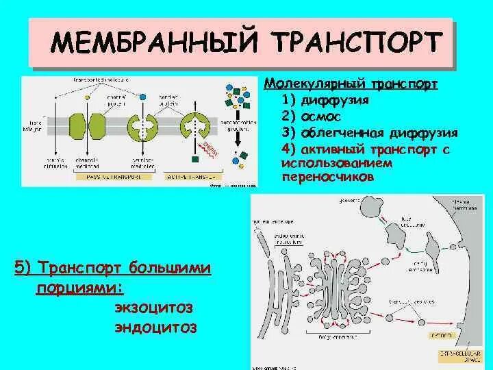 Активный и пассивный транспорт веществ через мембрану. Свойства активного транспорта. Активный транспорт схема. Активный и пассивный транспорт веществ. Активный транспорт веществ через мембрану клетки.