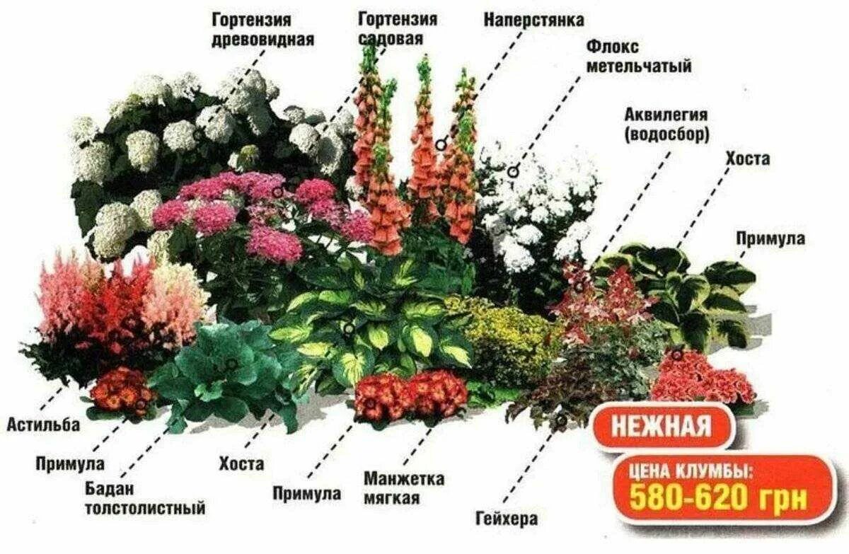 Тенелюбивая клумба: дизайн, фото, варианты, цена. Идеи для садового дизайна, Клу