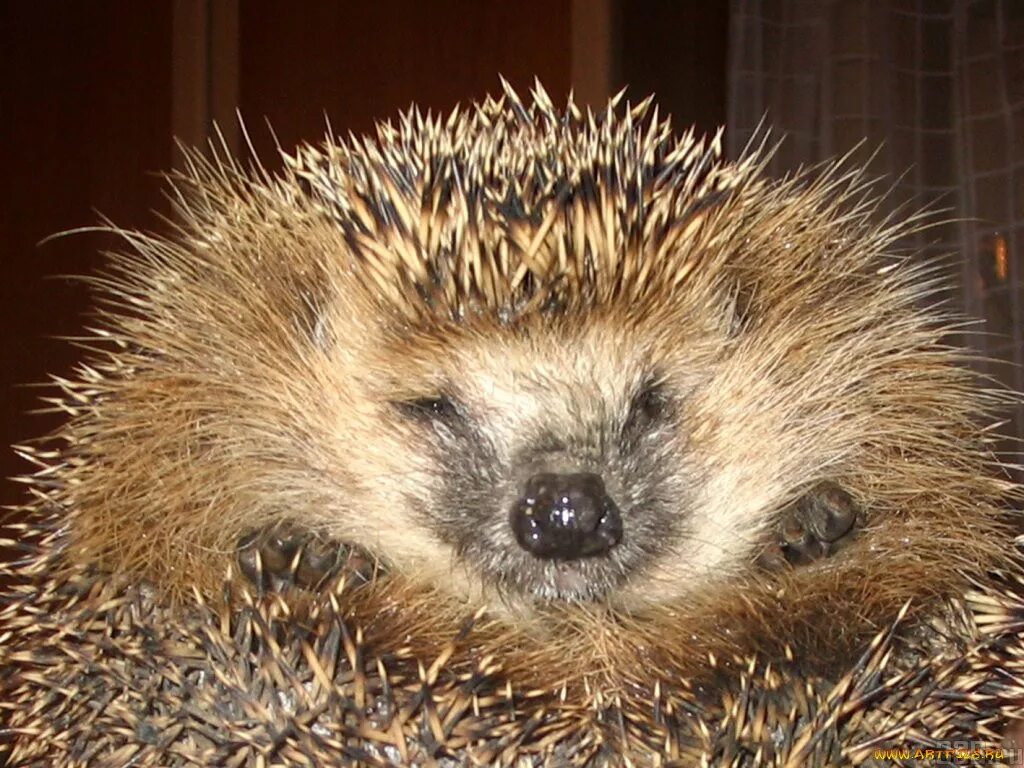 Ежик фото. Обыкновенный ёж. Эти славные ежи. Эти славные ежи. Отряд насекомоядные еж обыкновенный.