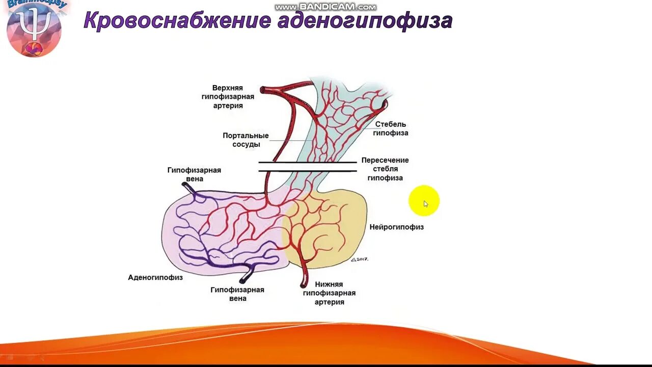 Гипофиз кровеносная система