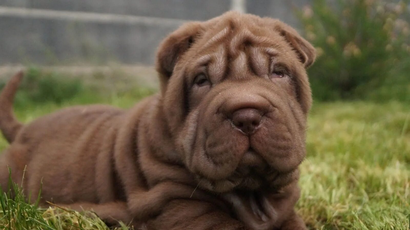 Shar-Pei Shar pei puppies, Shar pei dog, Cute puppies
