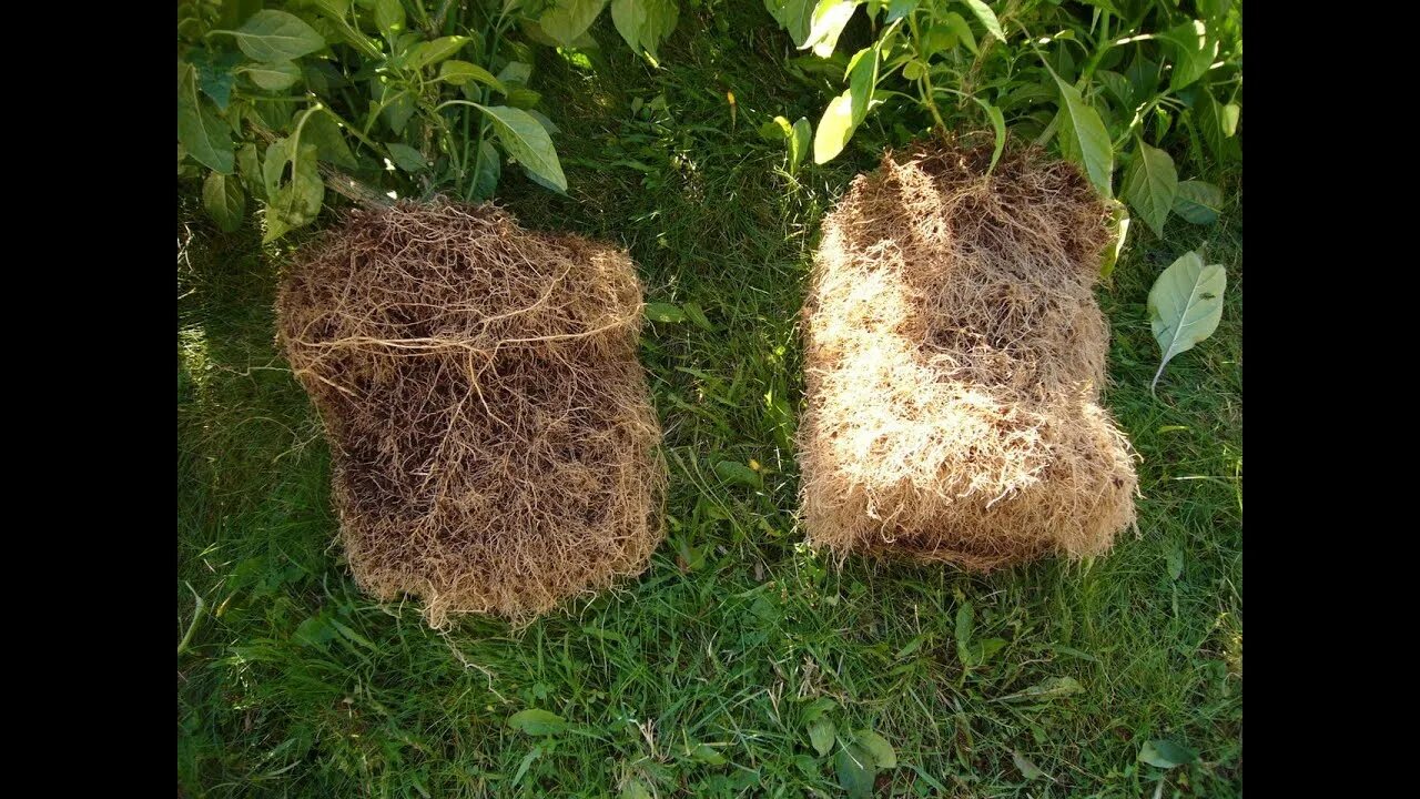 Корневая шейка у фикуса бенджамина. Корневая система яблони ранетки. Обрезанные корни деревьев. Розы после зимы. Обрезки корень.