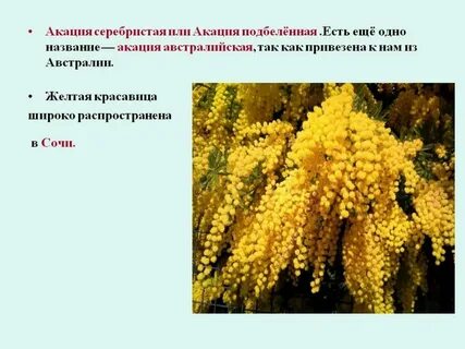 Акация серебристая и мимоза отличия