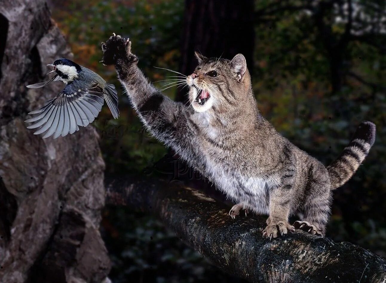 Кот добыча. Европейский дикий Лесной кот. Кавказский дикий Лесной кот. Лесная кошка (Felis Silvestris). Шотландская Дикая Лесная кошка.