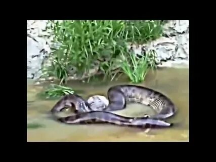 Большие змеи улли кале